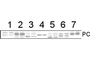 Image no. 1 for anti-PC antibody (ABIN3197484) (PC 抗体)