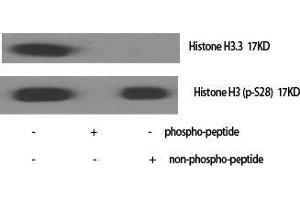 Western Blot (WB) analysis of specific cells using Phospho-Histone H3 (S28) Polyclonal Antibody. (Histone 3 抗体  (pSer28))