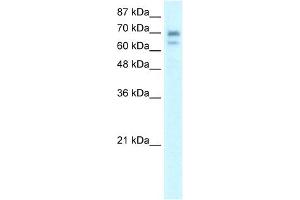 WB Suggested Anti-HR Antibody Titration:  0. (Hairless 抗体  (Middle Region))