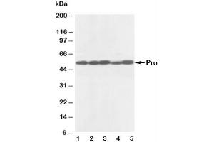 Western blot testing of anti-Caspase-8 antibody and Lane 1:  rat thymus (Caspase 8 抗体  (AA 240-259))