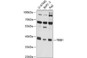 Western blot analysis of extracts of various cell lines, using TRIB1 antibody (ABIN6129151, ABIN6149494, ABIN6149495 and ABIN6214276) at 1:1000 dilution. (TRIB1 抗体  (AA 203-372))