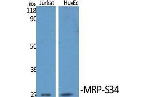 Western Blot (WB) analysis of specific cells using MRP-S34 Polyclonal Antibody. (MRPS34 抗体  (C-Term))