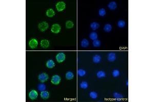 Immunofluorescence staining of mouse splenocytes using anti-IL-6R antibody D7715A7.
