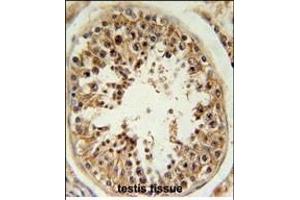 RSPO4 Antibody (C-term) (ABIN651898 and ABIN2840444) immunohistochemistry analysis in formalin fixed and paraffin embedded human testis tissue followed by peroxidase conjugation of the secondary antibody and DAB staining. (R-Spondin 4 抗体  (C-Term))