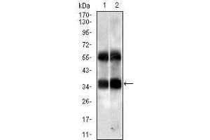 Western blot analysis using PPP2CB mouse mAb against HUVE-12 (1) and K562 (2) cell lysate. (PPP2CB 抗体)