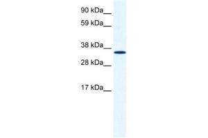 Western Blotting (WB) image for anti-Annexin A2 (ANXA2) antibody (ABIN2461379) (Annexin A2 抗体)