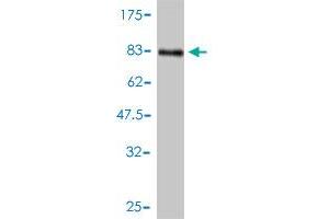 Western Blotting (WB) image for anti-Bone Morphogenetic Protein 7 (BMP7) (AA 1-431) antibody (ABIN560078)