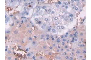 Immunohistochemistry (IHC) image for anti-Fibrinogen-Like 1 (FGL1) (AA 23-314) antibody (ABIN7438670)
