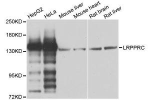 Western blot analysis of extracts of various cell lines, using LRPPRC antibody. (LRPPRC 抗体  (AA 1041-1394))