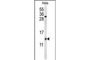 Western blot analysis of COX5A Antibody in Hela cell line lysates (35ug/lane) (COX5A 抗体  (AA 46-73))