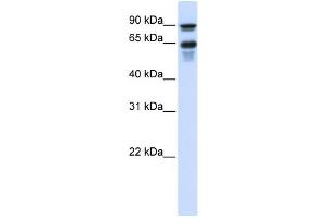 WB Suggested Anti-VGF Antibody Titration:  0. (VGF 抗体  (Middle Region))