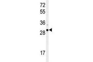 Western blot analysis of XBP1 antibody and Ramos lysate.