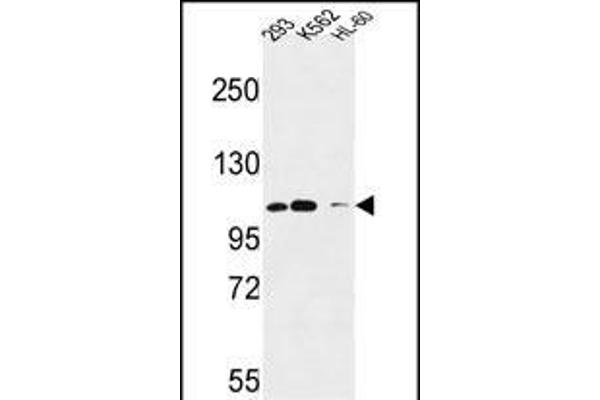 ROBO4 antibody  (N-Term)
