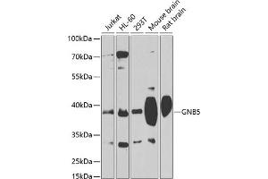 Western blot analysis of extracts of various cell lines, using GNB5 antibody (ABIN1680056, ABIN3018941, ABIN3018942 and ABIN6220634) at 1:1000 dilution.