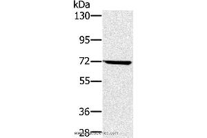 Western blot analysis of Hela cell , using NUP85 Polyclonal Antibody at dilution of 1:300 (NUP85 抗体)