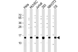 Western Blot at 1:2000 dilution Lane 1: Hela whole cell lysate Lane 2: HUVEC whole cell lysate Lane 3: Jurkat whole cell lysate Lane 4: 293 whole cell lysate Lane 5: NIH/3T3 whole cell lysate Lane 6: C6 whole cell lysate Lysates/proteins at 20 ug per lane. (PFN1 抗体  (AA 108-140))