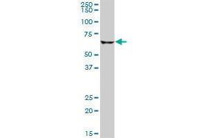 CPT2 MaxPab polyclonal antibody. (CPT2 抗体  (AA 1-658))