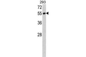 Western blot analysis of SERPINF1 Antibody (N-term) in 293 cell line lysates (35ug/lane). (PEDF 抗体  (N-Term))