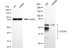Western blotting analysis using CD147 antibody (ABIN7797740).