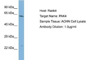Host: Rabbit Target Name: PAK4 Sample Type: ACHN Whole cell lysates Antibody Dilution: 1. (PAK4 抗体  (Middle Region))