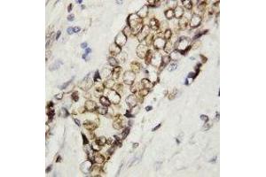 Image no. 1 for anti-Lamin B (AA 570-586) antibody (ABIN1493471) (Lamin B 抗体  (AA 570-586))