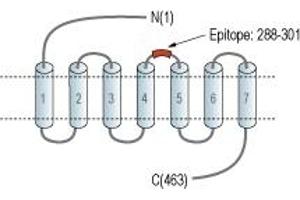 Glucagon-Like Peptide 1 Receptor (GLP1R) peptide