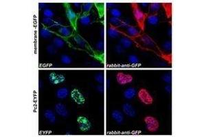 (A) Confocal microscopy images of COS-7 cells transfected with expression constructs encoding membrane-tethered EGFP (membrane-EGFP