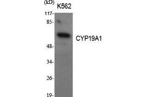 Western Blot (WB) analysis of specific cells using CYP19A1 Polyclonal Antibody. (Aromatase 抗体  (Internal Region))