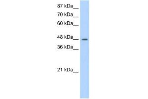 WB Suggested Anti-SURF6 Antibody Titration:  1. (SURF6 抗体  (N-Term))