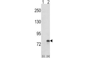 Western Blotting (WB) image for anti-Guanine Monophosphate Synthetase (GMPS) antibody (ABIN3001740) (GMP Synthase 抗体)