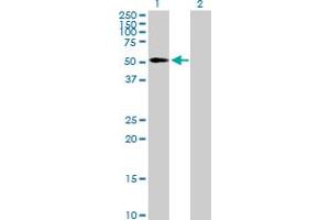 Western Blot analysis of EDIL3 expression in transfected 293T cell line by EDIL3 MaxPab polyclonal antibody. (EDIL3 抗体  (AA 1-480))