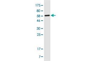 Western Blot detection against Immunogen (55. (ENKUR 抗体  (AA 1-256))
