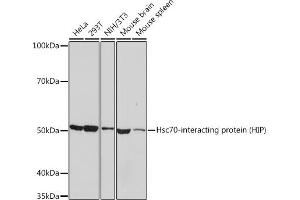 Western blot analysis of extracts of various cell lines, using Hsc70-interacting protein (HIP) Rabbit mAb (ABIN7270639) at 1:1000 dilution. (HSC70 Interacting Protein HIP 抗体)