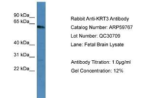 WB Suggested Anti-KRT3  Antibody Titration: 0. (Keratin 3 抗体  (C-Term))