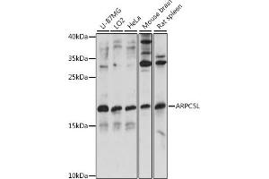 Western blot analysis of extracts of various cell lines, using L antibody (ABIN7265386) at 1:1000 dilution. (ARPC5L 抗体  (AA 1-100))