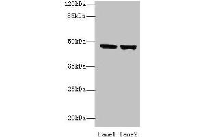 Western blot All lanes: TENT5B antibody at 6 μg/mL Lane 1: 293T whole cell lysate Lane 2: Hela whole cell lysate Secondary Goat polyclonal to rabbit IgG at 1/10000 dilution Predicted band size: 47 kDa Observed band size: 47 kDa (TENT5B (AA 2-425) 抗体)