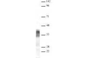 Pim2 antibody (rAb) tested by Western blot. (Recombinant PIM2 抗体)