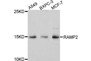 Western blot analysis of extracts of various cells, using RAMP2 antibody. (RAMP2 抗体)