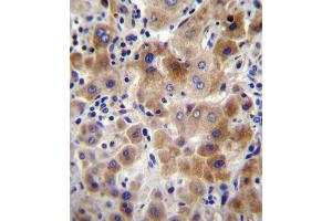 NEU2 Antibody immunohistochemistry analysis in formalin fixed and paraffin embedded human liver tissue followed by peroxidase conjugation of the secondary antibody and DAB staining. (NEU2 抗体  (N-Term))