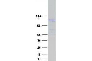 Western Blotting (WB) image for Rap Guanine Nucleotide Exchange Factor (GEF) 3 (RAPGEF3) (Transcript Variant 2) protein (Myc-DYKDDDDK Tag) (ABIN2730488)
