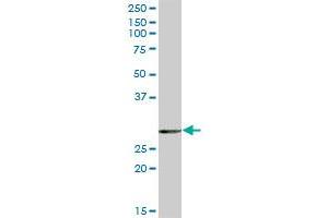 EPDR1 MaxPab polyclonal antibody. (EPDR1 抗体  (AA 1-224))