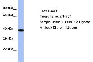 Host: Rabbit Target Name: ZNF707 Sample Type: HT1080 Whole cell lysates Antibody Dilution: 1. (ZNF707 抗体  (C-Term))