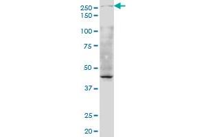 TAF1 monoclonal antibody (M02), clone 1G9 Western Blot analysis of TAF1 expression in Hela S3 NE .