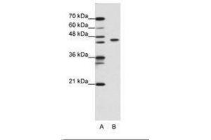 Image no. 2 for anti-Zinc Finger and BTB Domain Containing 9 (ZBTB9) (N-Term) antibody (ABIN6736184) (ZBTB9 抗体  (N-Term))