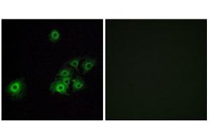 Immunofluorescence (IF) image for anti-Olfactory Receptor, Family 4, Subfamily C, Member 15 (OR4C15) (C-Term) antibody (ABIN1853238) (OR4C15 抗体  (C-Term))