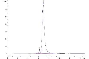 Size-exclusion chromatography-High Pressure Liquid Chromatography (SEC-HPLC) image for L1 Cell Adhesion Molecule (L1CAM) (AA 20-1123) protein (His tag) (ABIN7275127)