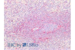 ABIN1590130 (5µg/ml) staining of paraffin embedded Human Spleen. (CD44 抗体  (Internal Region))