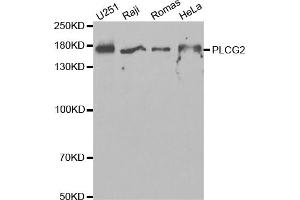 Western blot analysis of extracts of various cell lines, using PLCG2 antibody (ABIN5971208) at 1/1000 dilution. (Phospholipase C gamma 2 抗体)