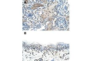 Immunohistochemical staining (Formalin-fixed paraffin-embedded sections) of human kidney (A) and human skin (B) with DLX2 polyclonal antibody  at 4-8 ug/mL working concentration. (DLX2 抗体  (C-Term))