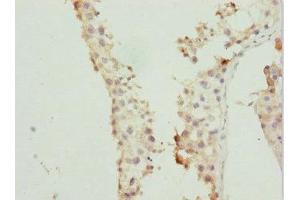 Immunohistochemistry of paraffin-embedded human testis tissue using ABIN7167363 at dilution of 1:100 (Rab5c 抗体  (AA 1-216))